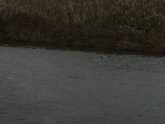 Nycticorax nycticorax