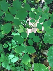 Thalictrum venulosum