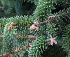 Abies pinsapo