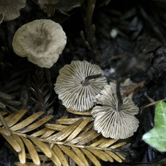 Collybiopsis villosipes