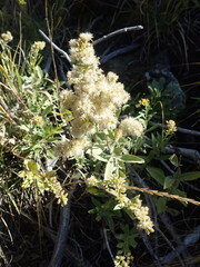 Solidago capulinensis