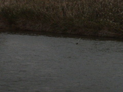 Nycticorax nycticorax