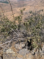 Anisomeria littoralis