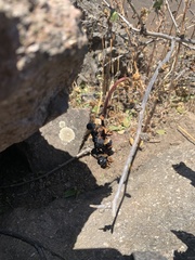 Anisomeria littoralis