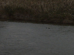 Nycticorax nycticorax
