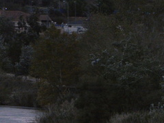 Nycticorax nycticorax