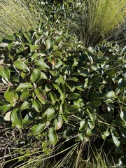 Macrolearia colensoi