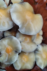 Hypholoma fasciculare