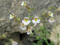 Chaenorhinum