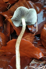 Hypholoma fasciculare