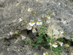 Chaenorhinum