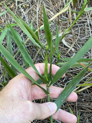 Panicum hemitomon