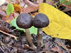 Pluteus primus