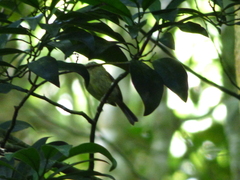 Hemitriccus orbitatus