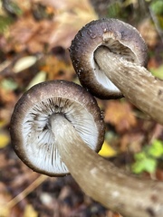 Pluteus primus