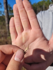 Achurum carinatum