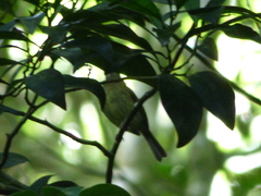 Hemitriccus orbitatus