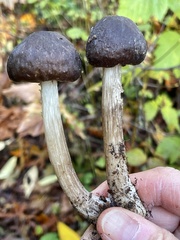 Pluteus primus