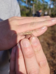 Achurum carinatum