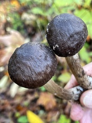 Pluteus primus