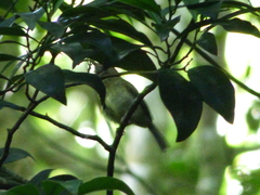 Hemitriccus orbitatus