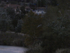Nycticorax nycticorax