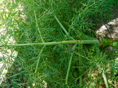Ferula glauca