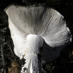Amanita magniverrucata
