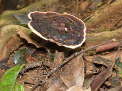 Amauroderma