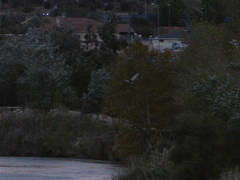 Nycticorax nycticorax