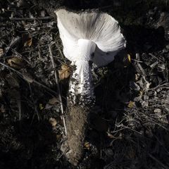 Amanita magniverrucata