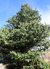 Abies pinsapo