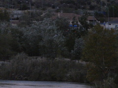 Nycticorax nycticorax