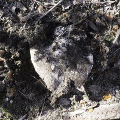 Amanita magniverrucata