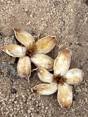 Eriotheca macrophylla