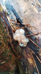 Naematelia encephala