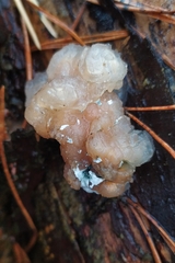 Naematelia encephala