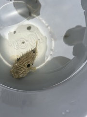 Chilomycterus schoepfii