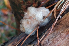 Naematelia encephala