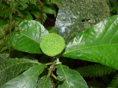 Dorstenia hirta