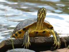 Trachemys scripta scripta