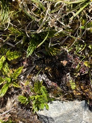 Aciphylla