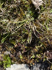 Aciphylla