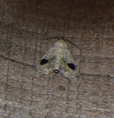 Abablemma duomaculata