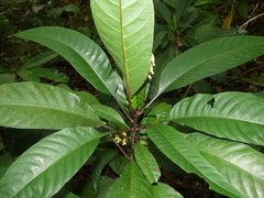 Aphelandra prismatica