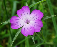 Agrostemma githago