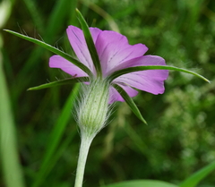 Agrostemma githago