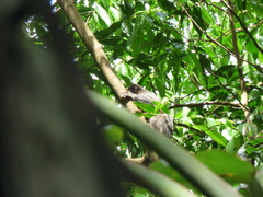 Callithrix penicillata