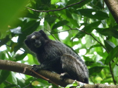 Callithrix penicillata