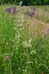 Silene viscosa